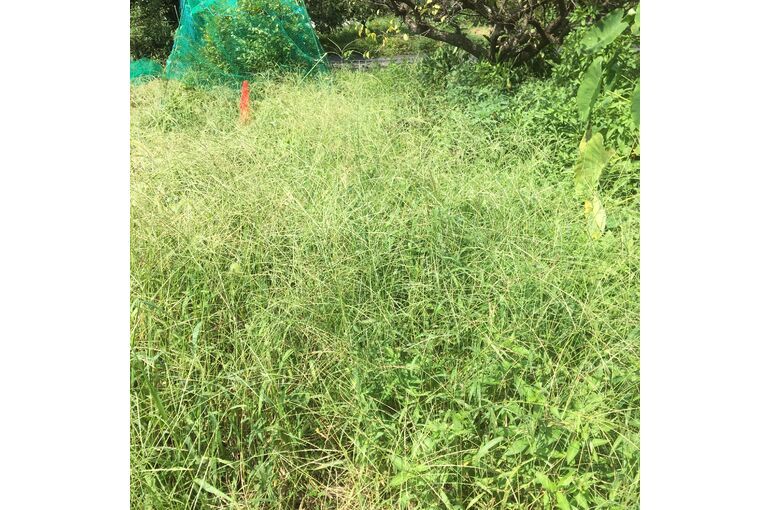草刈り作業